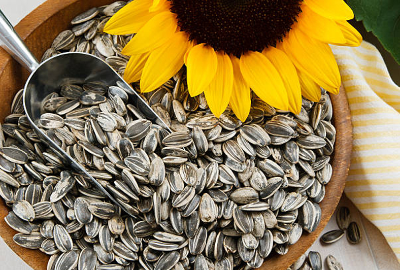sunflower seeds Helen Group<br />
